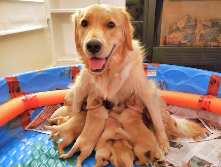 Carousel Slide 2: Happy mama and her litter of golden pups